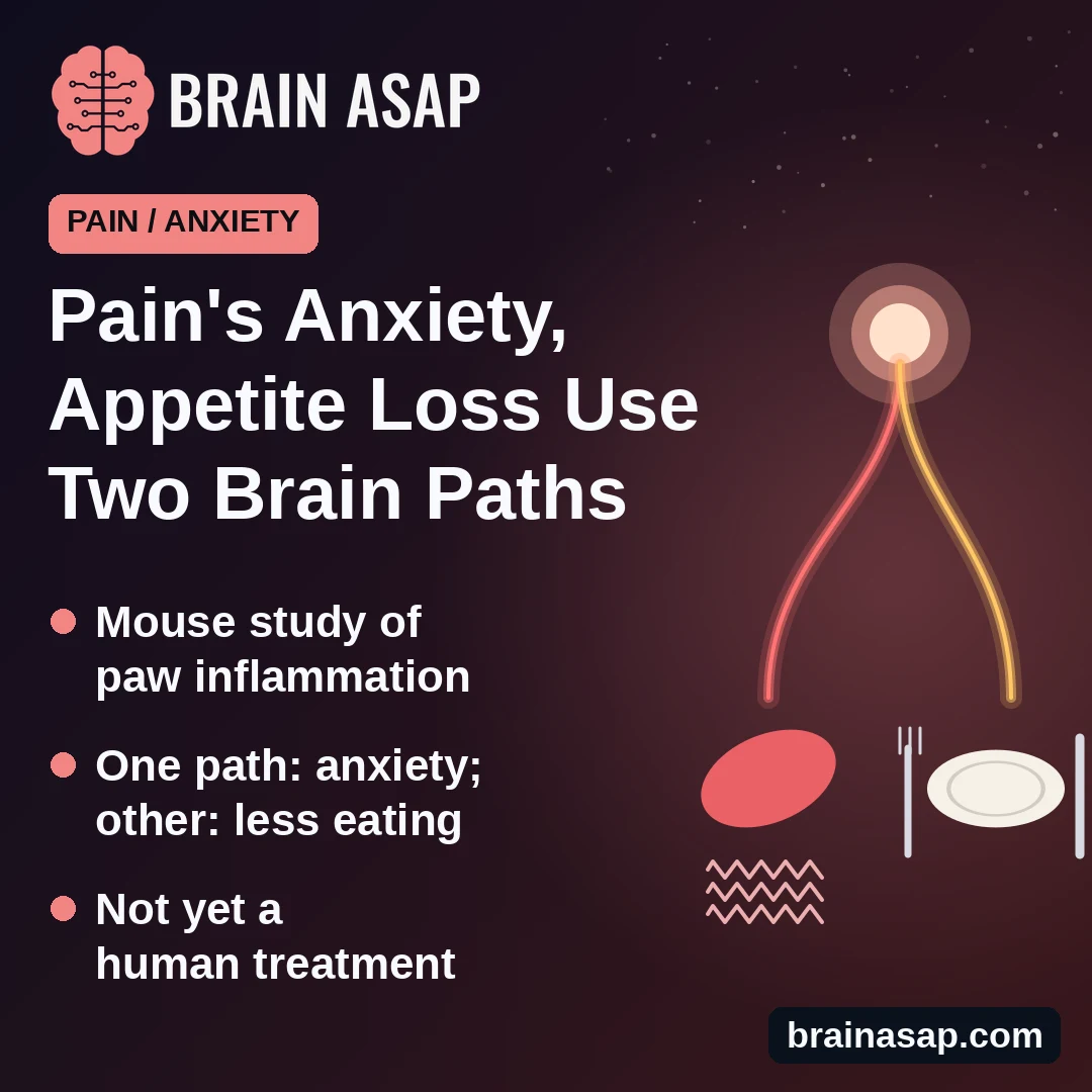 Pain-Linked Anxiety and Appetite Loss Ran Through Separate Brain Paths in Mice