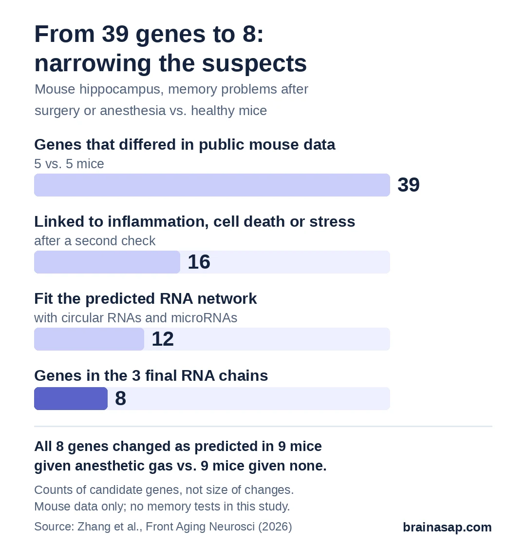 Bar chart of how candidate genes were narrowed: 39 genes differed in public mouse data, 16 were linked to inflammation, cell death or cell stress, 12 fit the predicted RNA network, and 8 made up the 3 final chains. All 8 changed as predicted in anesthetized mice.