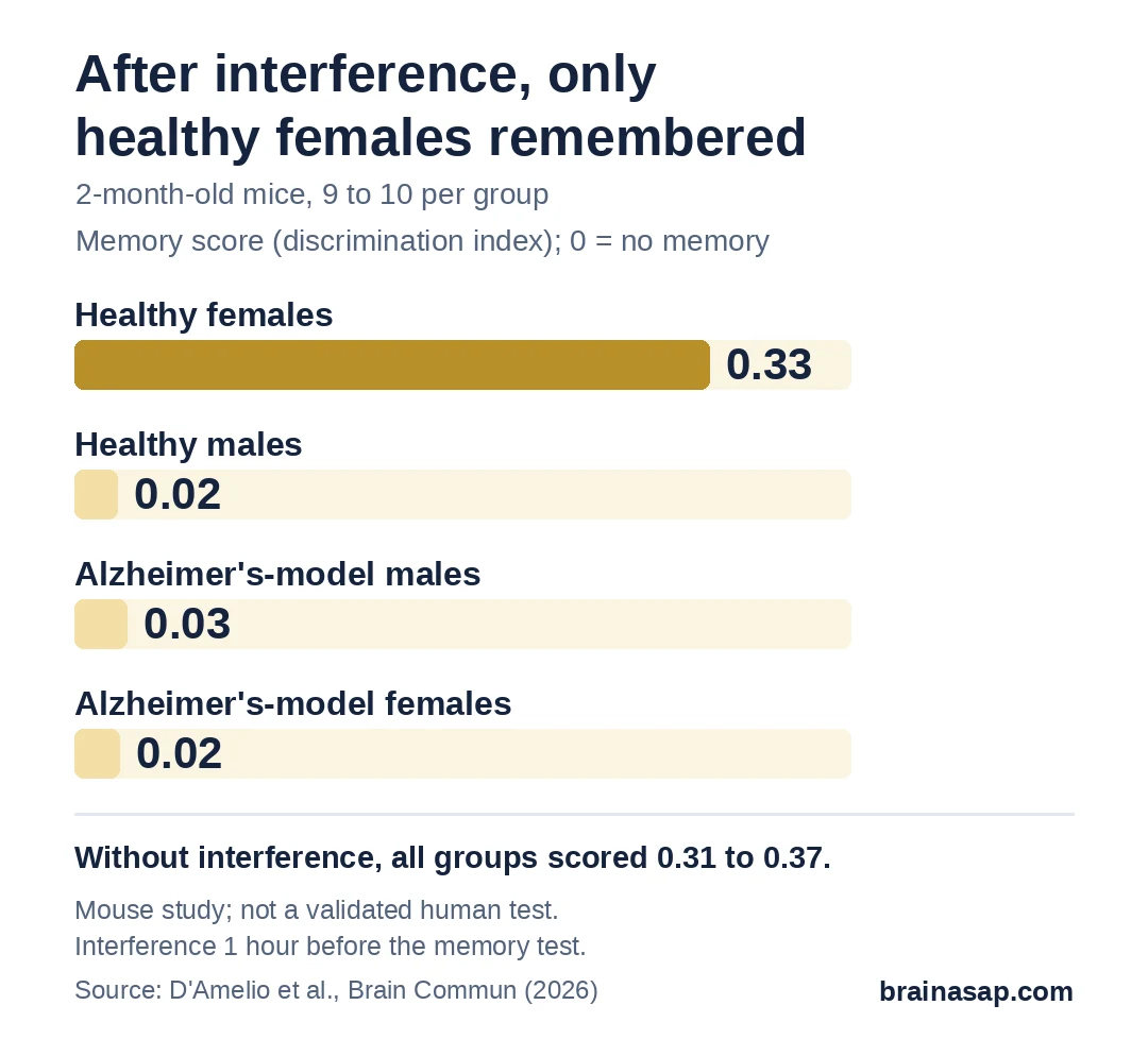 Bar chart of memory scores (discrimination index) after interference: healthy females 0.33, healthy males 0.02, Alzheimer's-model males 0.03, Alzheimer's-model females 0.02. On the standard test without interference, all groups scored about 0.31 to 0.37.