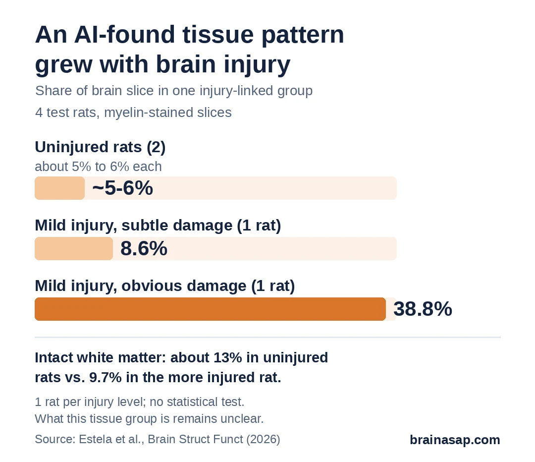 Bar chart of how much brain tissue fell into one injury-linked group found by the AI: about 5 to 6% in 2 uninjured rats, 8.6% in a rat with subtle mild brain injury, and 38.8% in a rat with obvious mild brain injury.