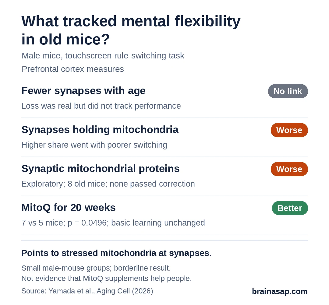 Summary chart: in aged mice, synapse loss did not track rule-switching performance; a higher share of synapses with mitochondria tracked worse switching; synaptic mitochondrial proteins tracked worse switching; 20 weeks of MitoQ improved switching versus an inactive control, with no change in basic learning.