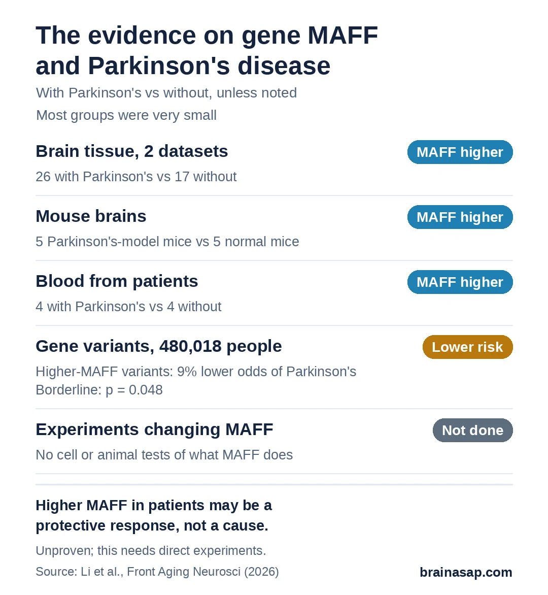Chart of the evidence on the gene MAFF and Parkinson's disease: brain tissue from 26 people with Parkinson's vs 17 without showed higher MAFF; 5 Parkinson's-model mice vs 5 normal mice showed higher MAFF; blood from 4 patients vs 4 people without Parkinson's showed higher MAFF; gene variants in about 480,000 people linked higher MAFF to lower Parkinson's risk with a borderline p-value of 0.048; no experiments changed MAFF directly.