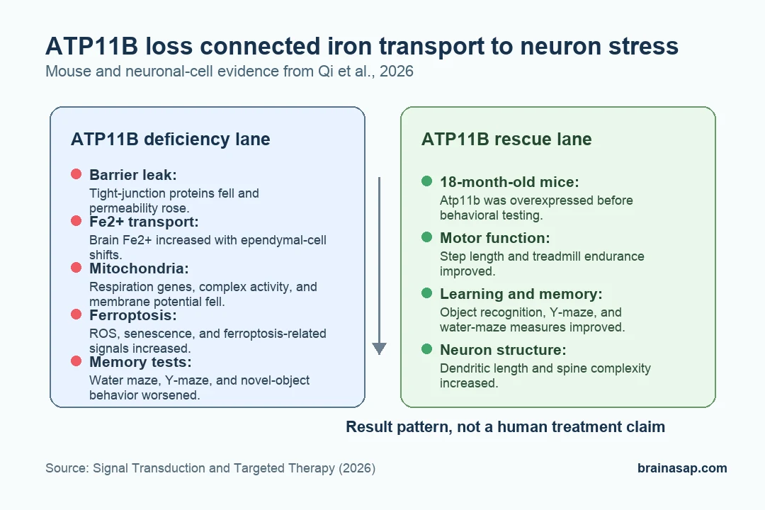Simple BrainASAP pathway graphic showing ATP11B loss, Fe2+ transport, mitochondrial stress, ferroptosis, and impaired memory behavior