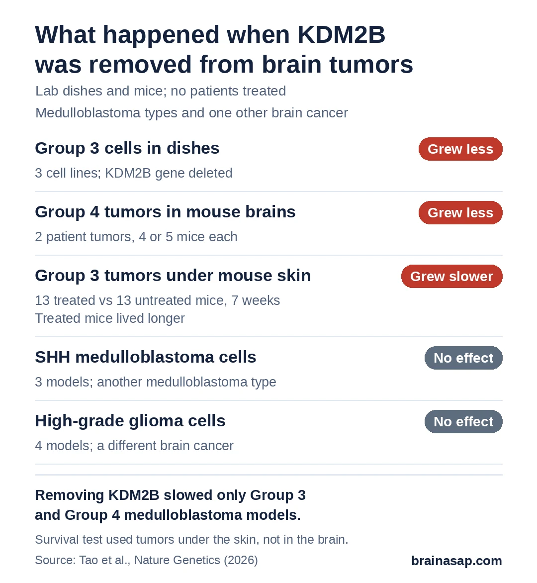 Chart of what happened when KDM2B was removed in 5 kinds of brain tumor models: Group 3 medulloblastoma cells in dishes grew less; Group 4 patient tumors in mouse brains grew less; Group 3 tumors under mouse skin grew more slowly and mice lived longer; SHH medulloblastoma cells and high-grade glioma cells showed no effect.