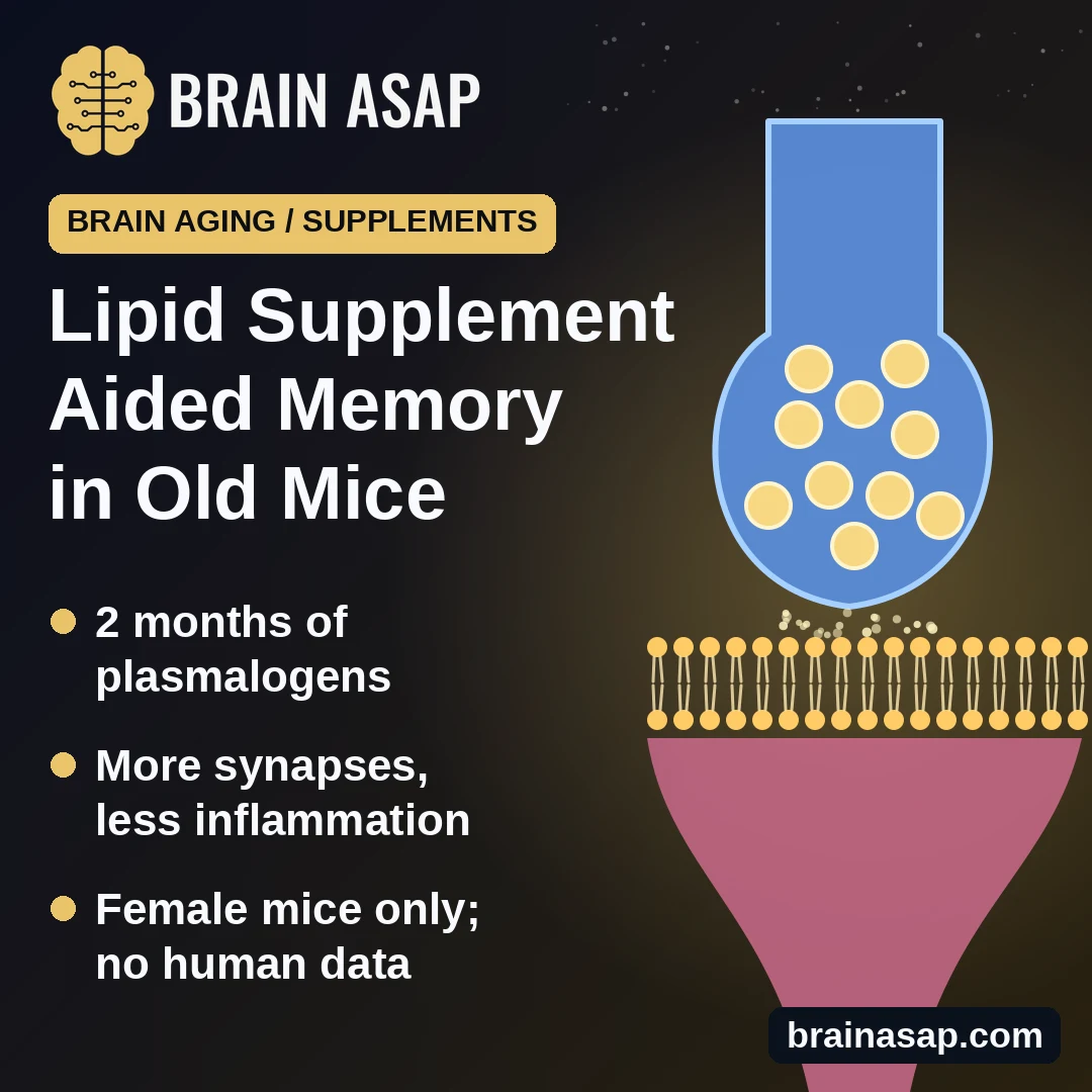 Plasmalogen Supplement Linked to Better Memory and More Synapses in Old Mice