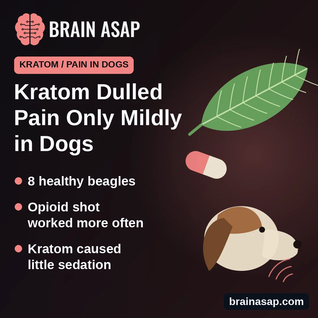 Kratom Capsules Had Modest Pain-Dulling Effects in Dogs, Weaker Than an Opioid