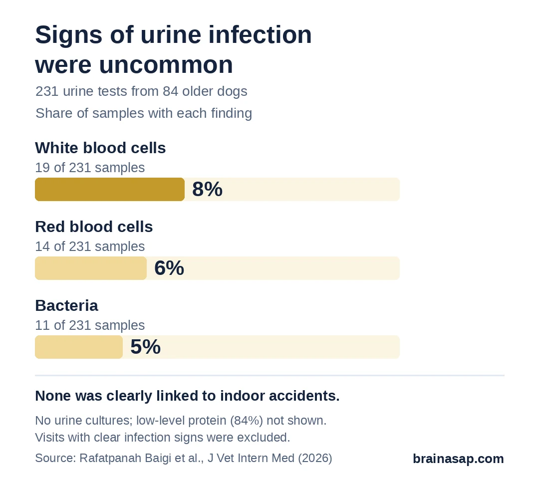 Bar chart of urine findings across 231 samples from 84 older dogs: white blood cells in 19 (8%), red blood cells in 14 (6%), bacteria in 11 (5%).