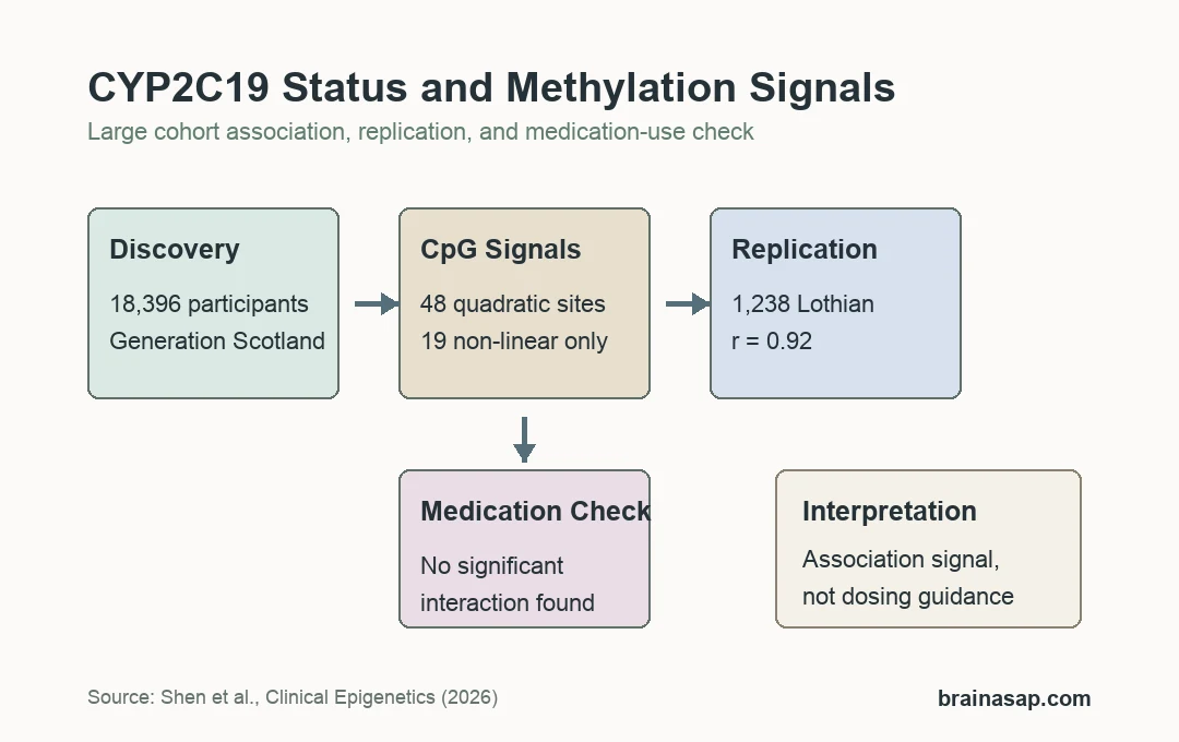 Simple evidence flow showing CYP2C19 metaboliser status, methylation sites, replication, and medication interaction check