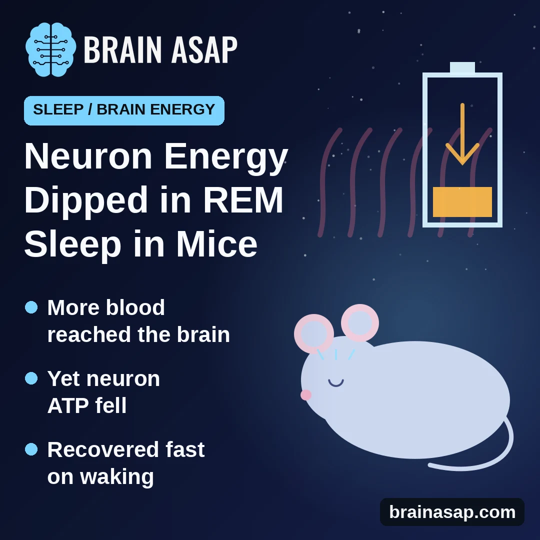 Neurons Ran Low on Energy During REM Sleep in Mice, Despite More Blood