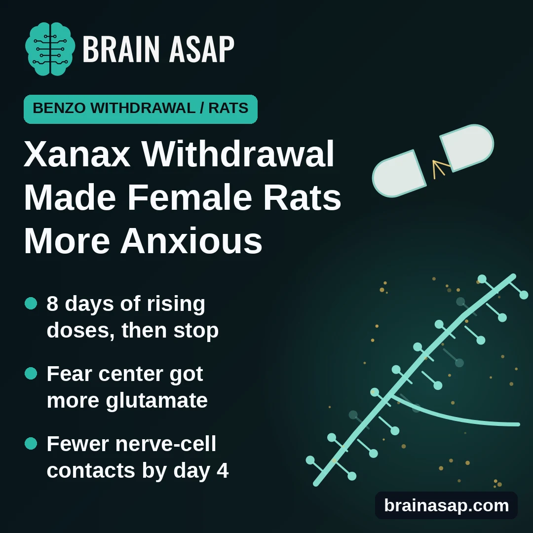 Stopping Alprazolam (Xanax) Made Female Rats More Anxious and Changed Their Fear Center