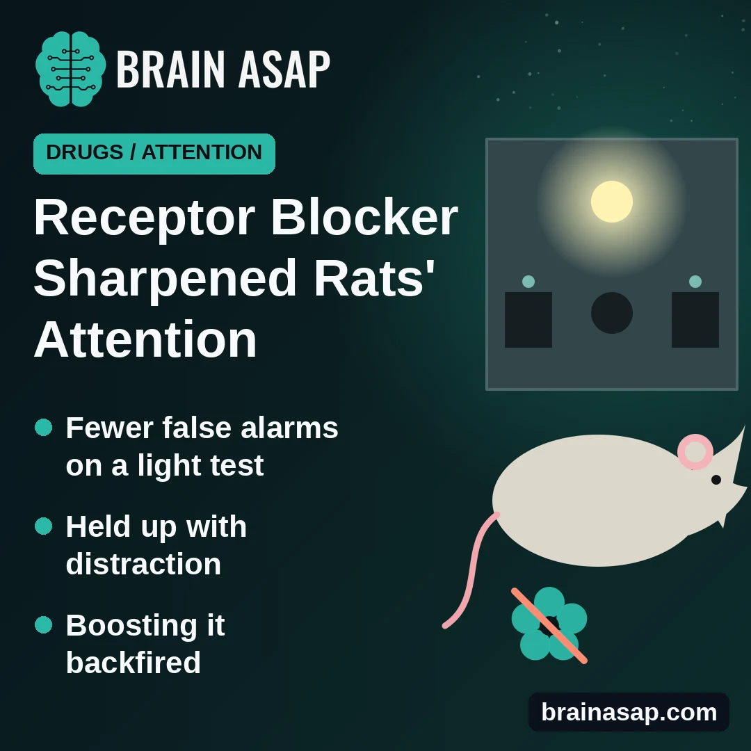 Blocking a Nicotine-Type Receptor Sharpened Rats’ Attention