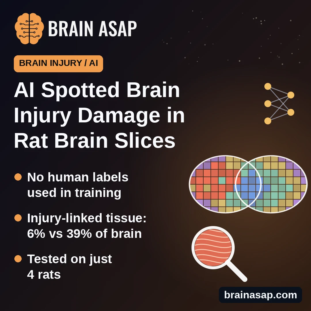 AI Spotted Brain Injury Damage in Rat Brain Slices Without Being Told What to Look For