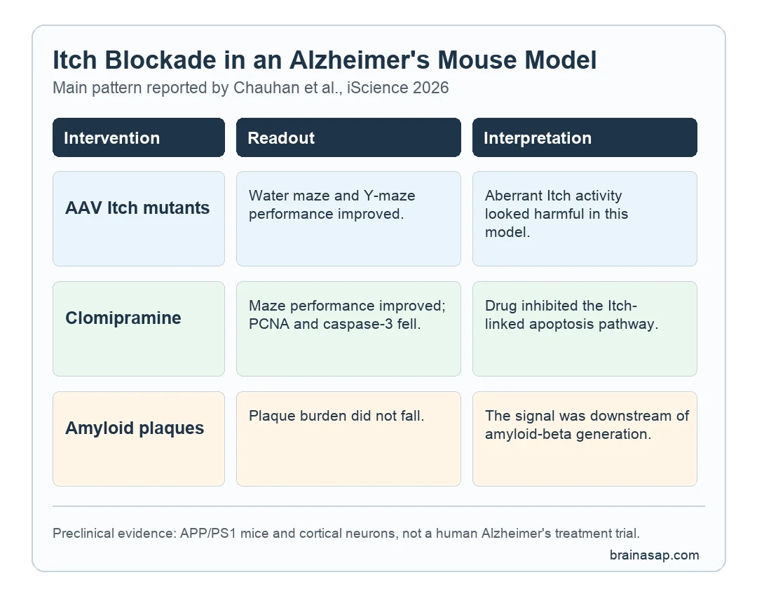Simple matrix showing that Itch blockade improved mouse memory tests and reduced neuronal apoptosis markers without reducing amyloid plaques.