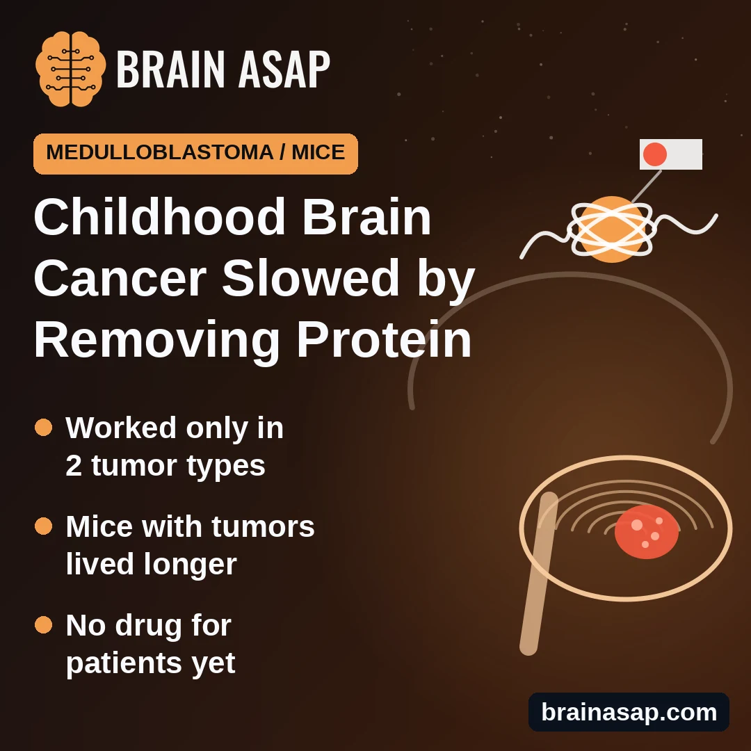 Childhood Brain Cancer Medulloblastoma Slowed by Removing One Protein in Lab and Mouse Tests