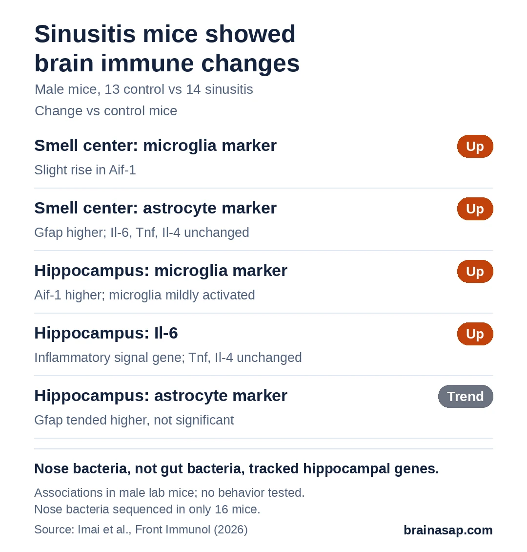 Summary chart of brain changes in mice with chronic sinusitis. Olfactory bulb: microglia marker up, astrocyte marker up, inflammatory genes unchanged. Hippocampus: microglia marker up, Il-6 up, astrocyte marker only trending. Several nose bacteria families, but no gut bacteria, tracked hippocampal gene activity.