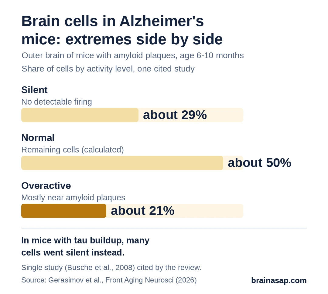 Bar chart from one study cited in the review, of brain cells in the outer brain of Alzheimer's-model mice aged 6 to 10 months: about 29% silent, about 50% normal, about 21% overactive; overactive cells were mostly near amyloid plaques.