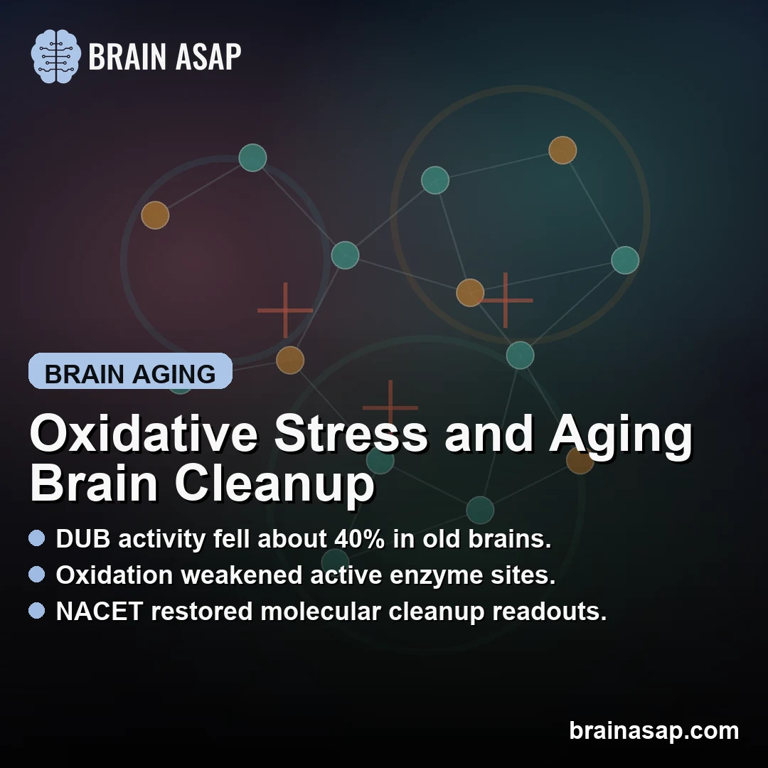 Oxidative Stress Reduced Brain Deubiquitylase Activity With Age