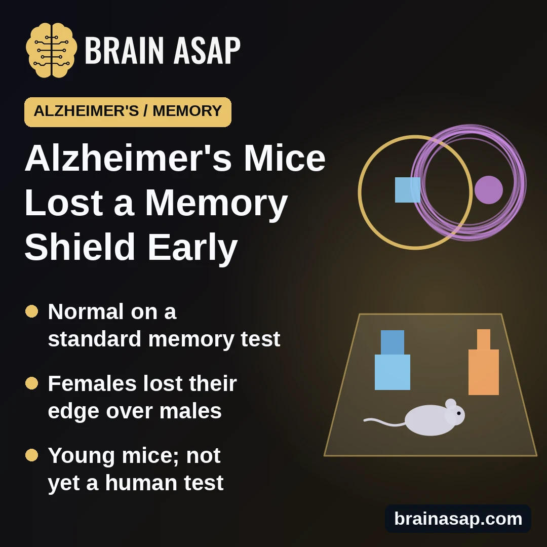 Female Alzheimer's Mice May Lose a Natural Shield Against Memory Interference Early