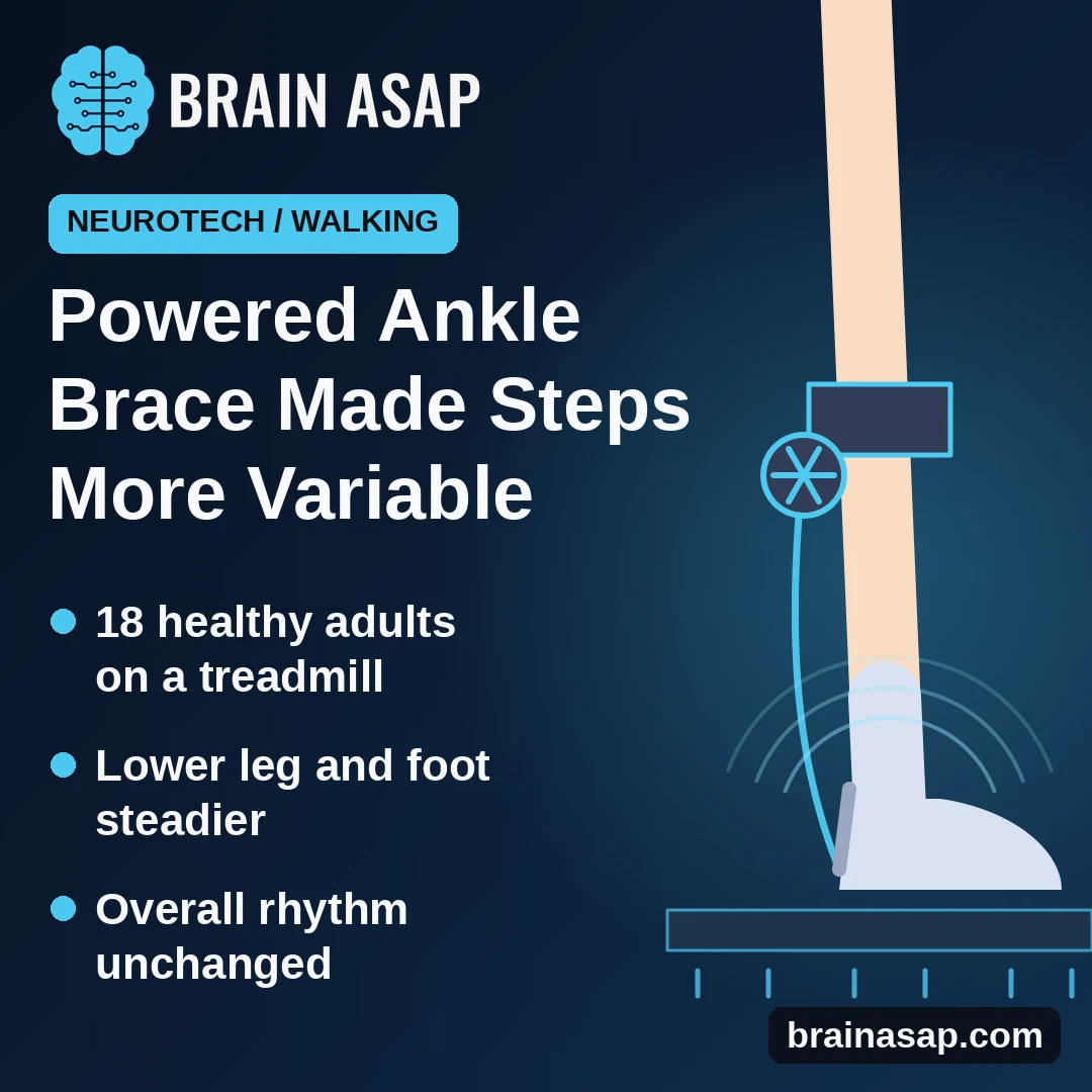 Powered Ankle Exoskeleton Made Strides More Variable but Steadied the Lower Leg