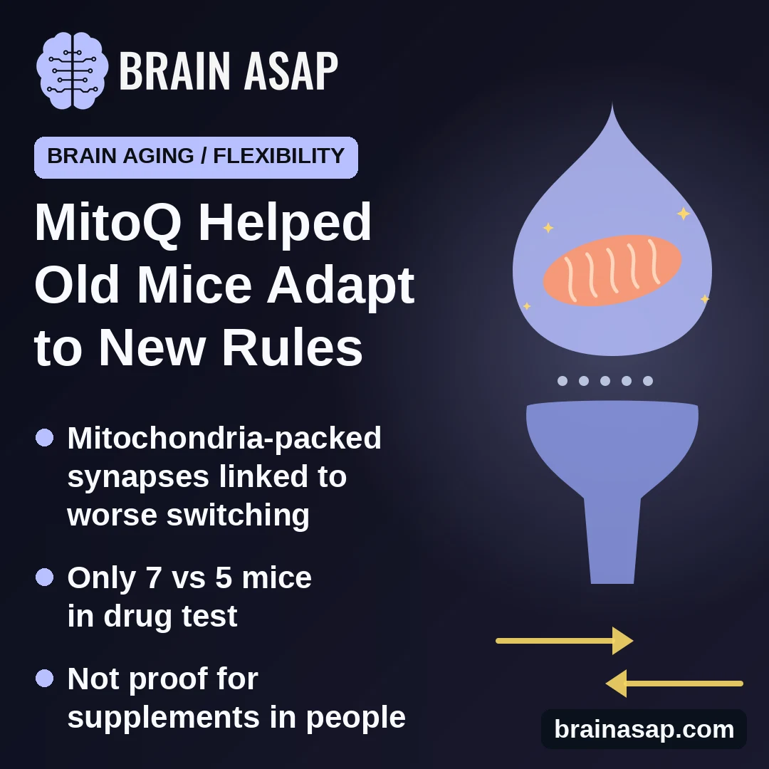 Mitochondria at Brain Connections Linked to Lost Mental Flexibility in Old Mice; MitoQ Helped