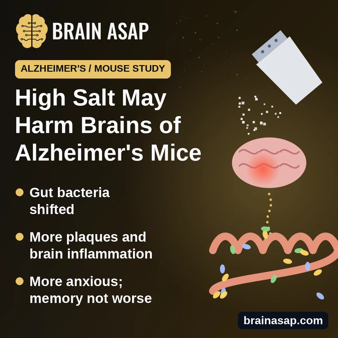 High-Salt Diet Linked to Gut Changes, Brain Inflammation and Anxious Behavior in Alzheimer’s Mice