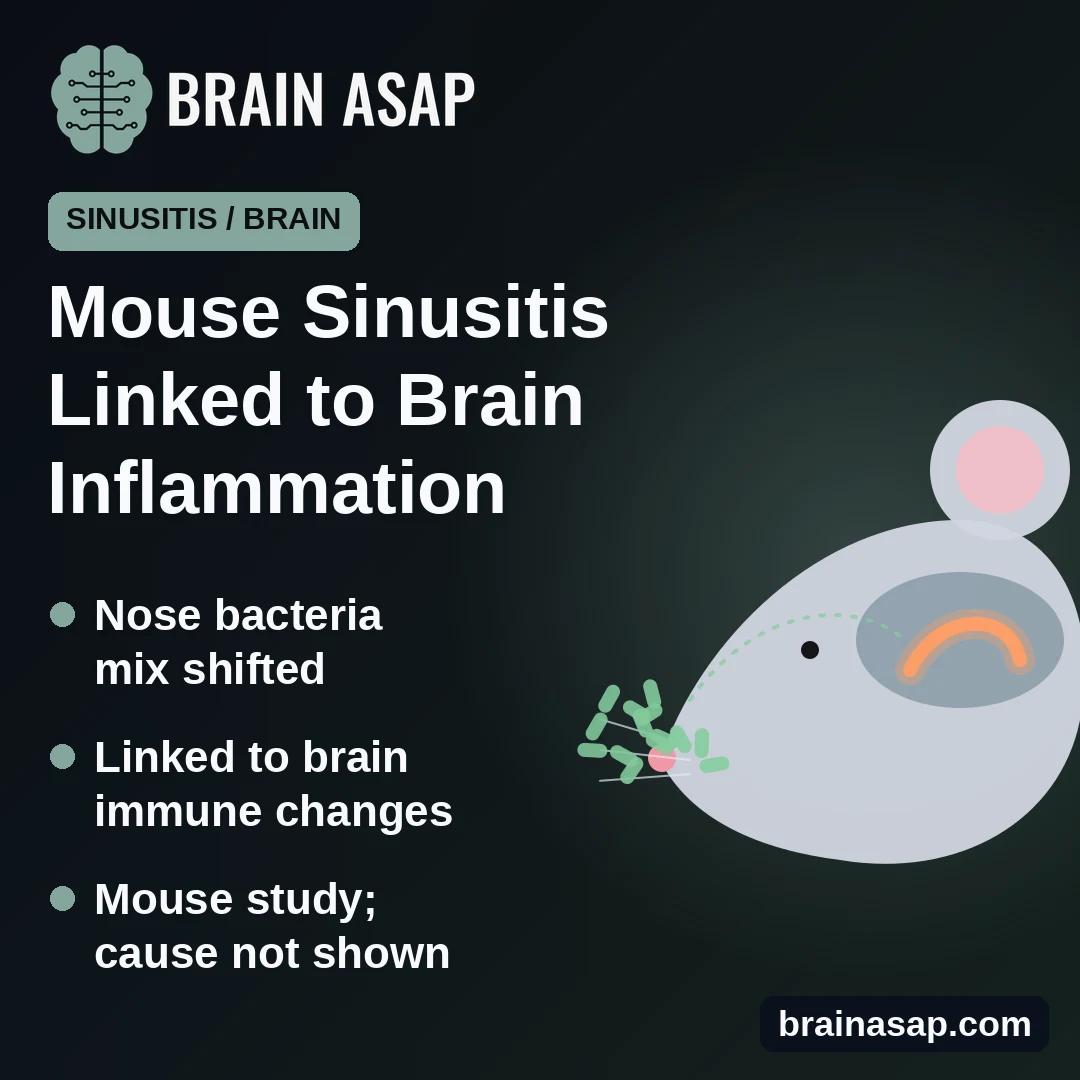 In Mice With Chronic Sinusitis, Nose Bacteria Were Linked to Inflammation in a Memory Area