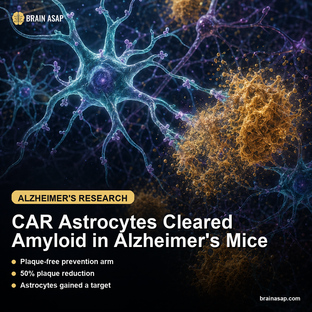 CAR Astrocytes Cleared Amyloid in Alzheimer's Mice
