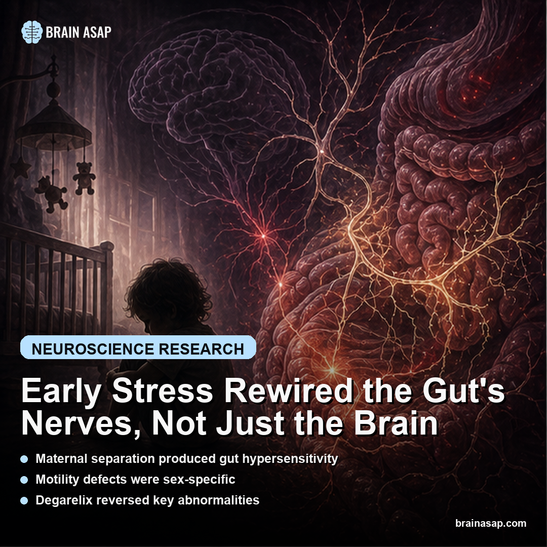 Early Stress Rewired the Gut's Nerves, Not Just the Brain