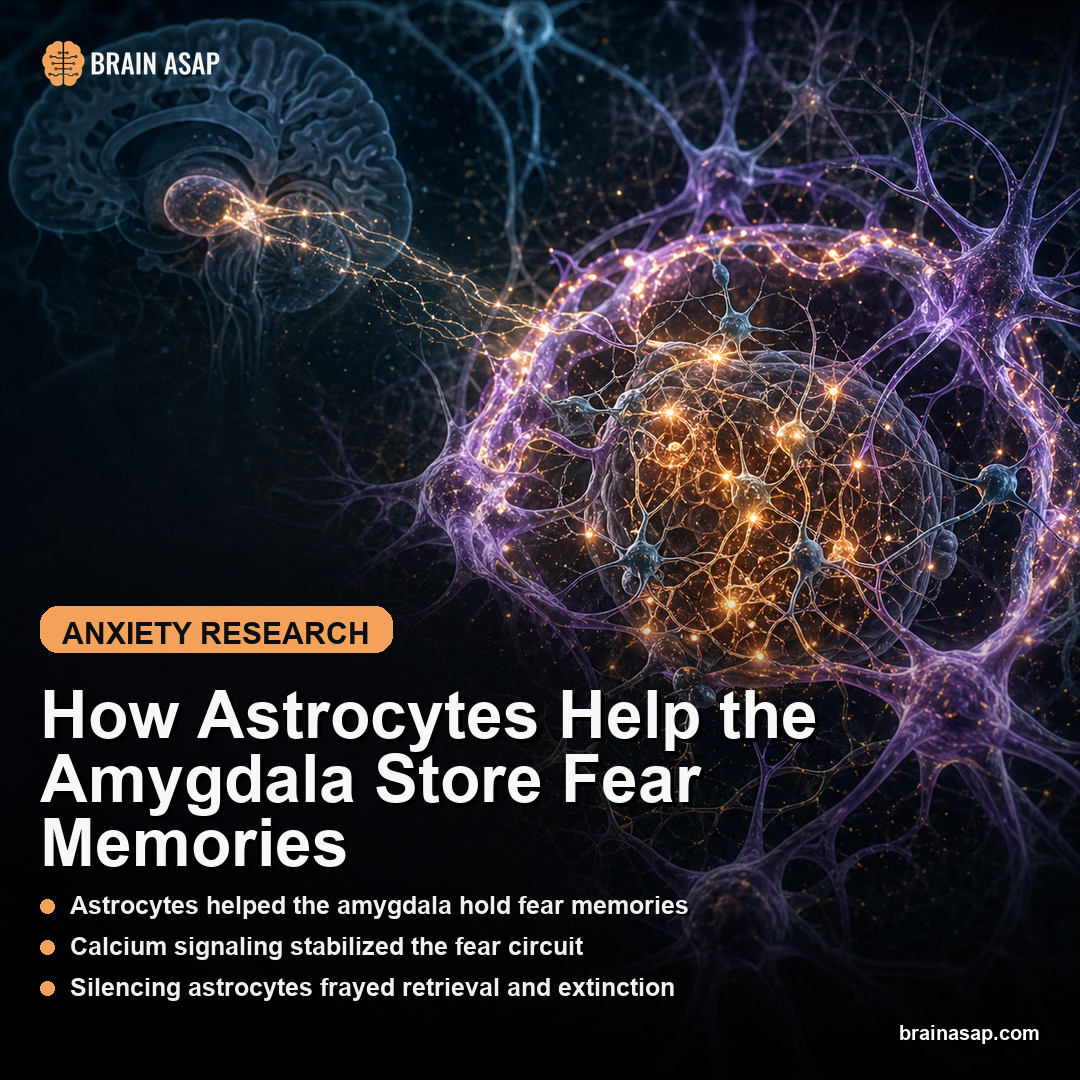 How Astrocytes Help the Amygdala Store Fear Memories