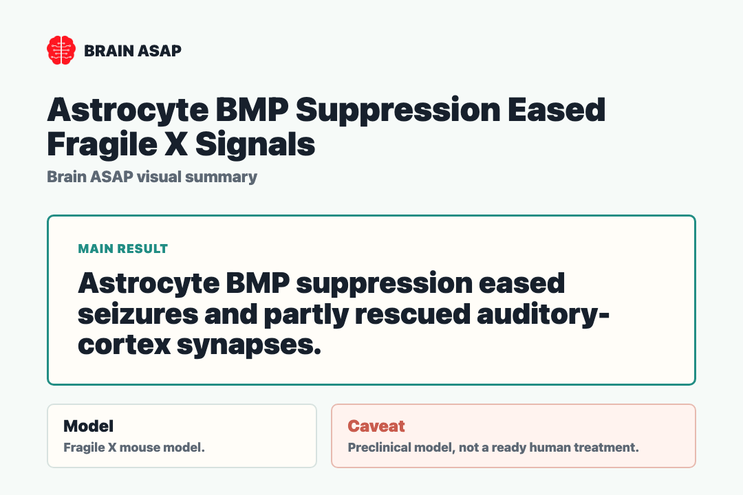 Brain ASAP visual summary for astrocyte BMP suppression eased fragile X signals