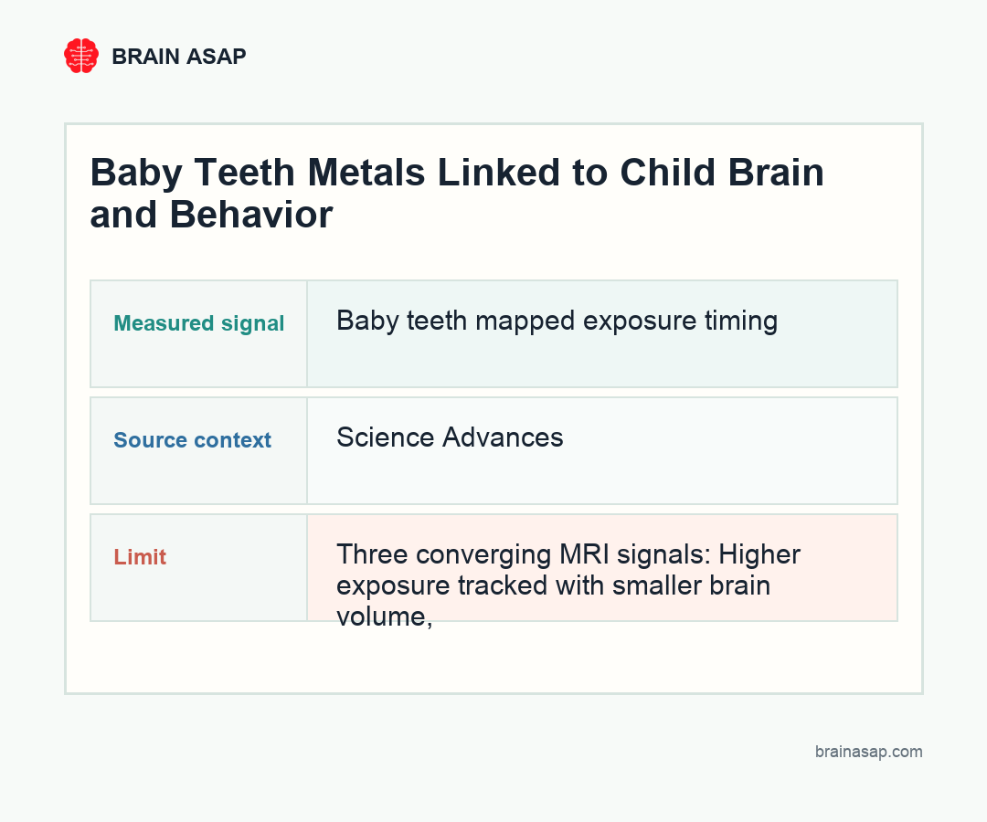 Brain ASAP visual summary for Baby Teeth Metals Linked to Child Brain and Behavior