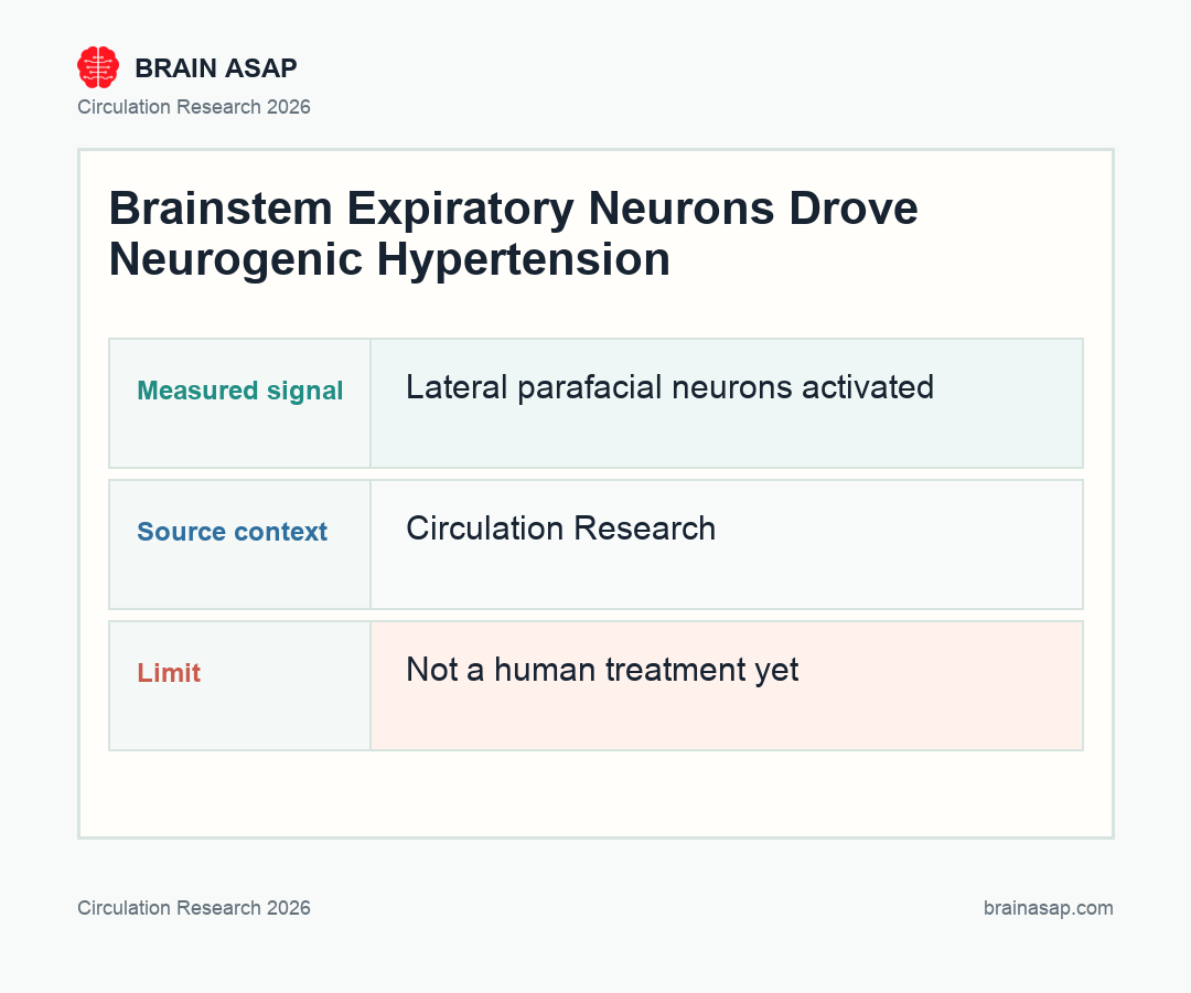 Brain ASAP visual summary for brainstem expiratory neurons drove hypertension