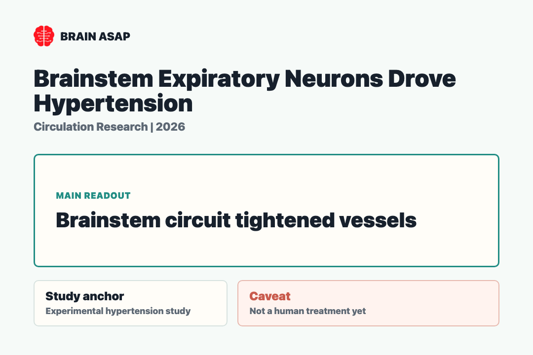 Brain ASAP visual summary for brainstem expiratory neurons drove hypertension