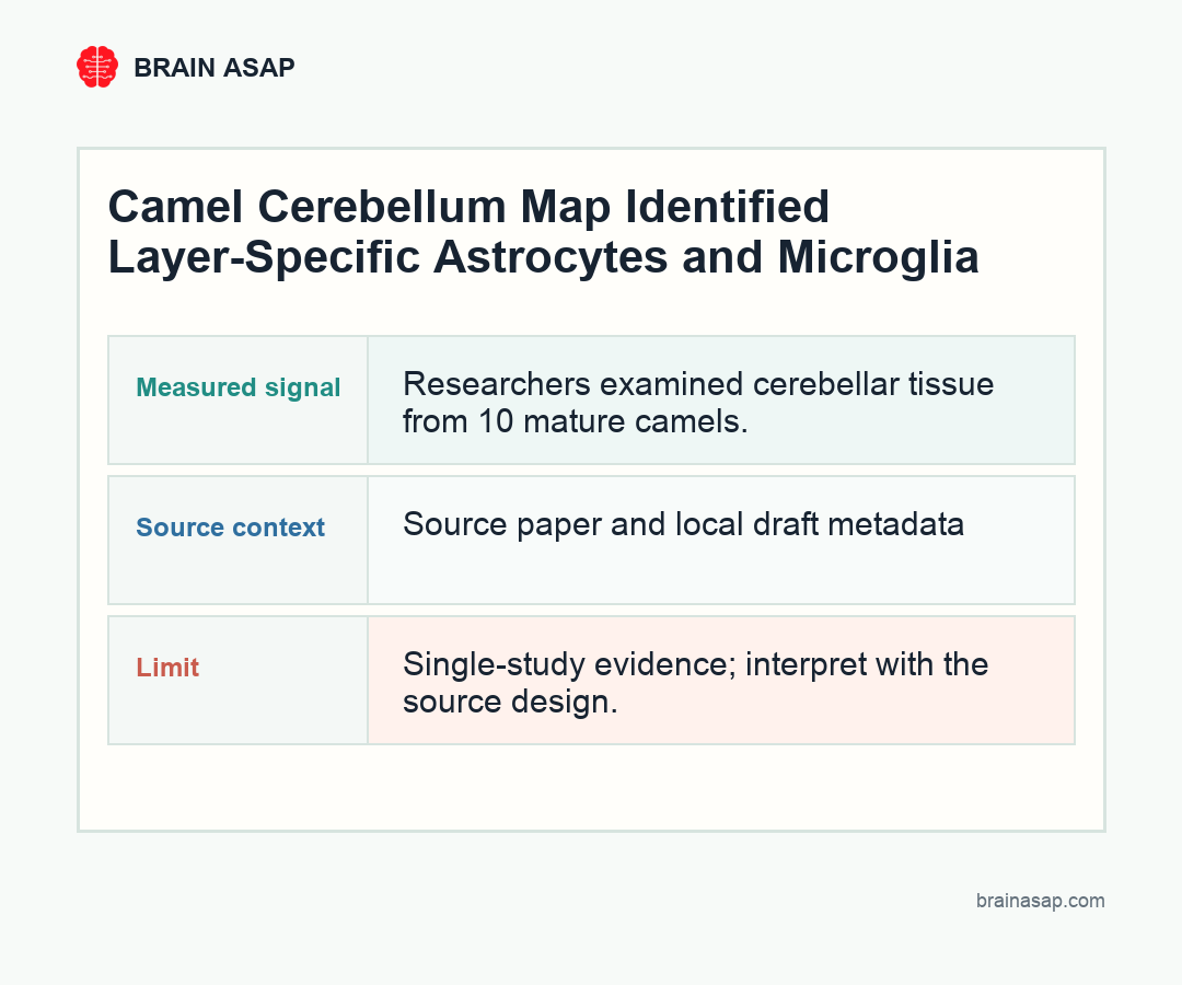BrainASAP chart showing layer-specific glial findings in the camel cerebellar cortex
