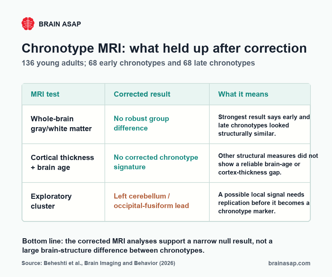 BrainASAP chart showing corrected and exploratory MRI findings in early and late chronotypes