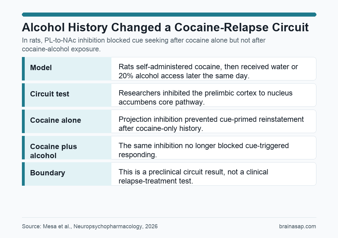 Simple Brain ASAP visual showing PL to NAc inhibition blocked cue relapse after cocaine alone but not after cocaine alcohol polysubstance exposure