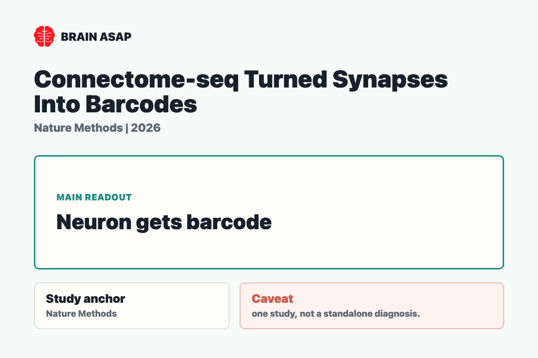 Brain ASAP visual summary for Connectome-seq barcode mapping of synapses