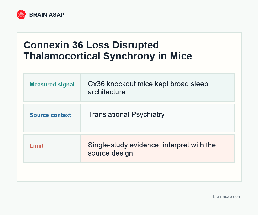 Brain ASAP visual summary for connexin 36 loss disrupted thalamocortical synchrony