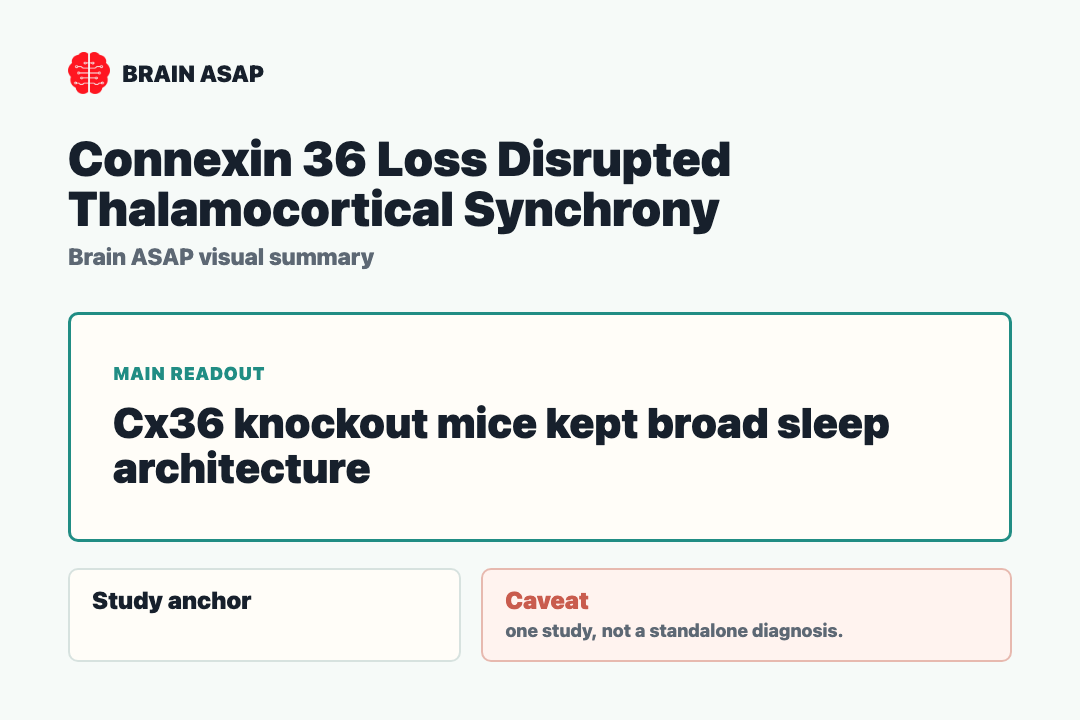 Brain ASAP visual summary for connexin 36 loss disrupted thalamocortical synchrony