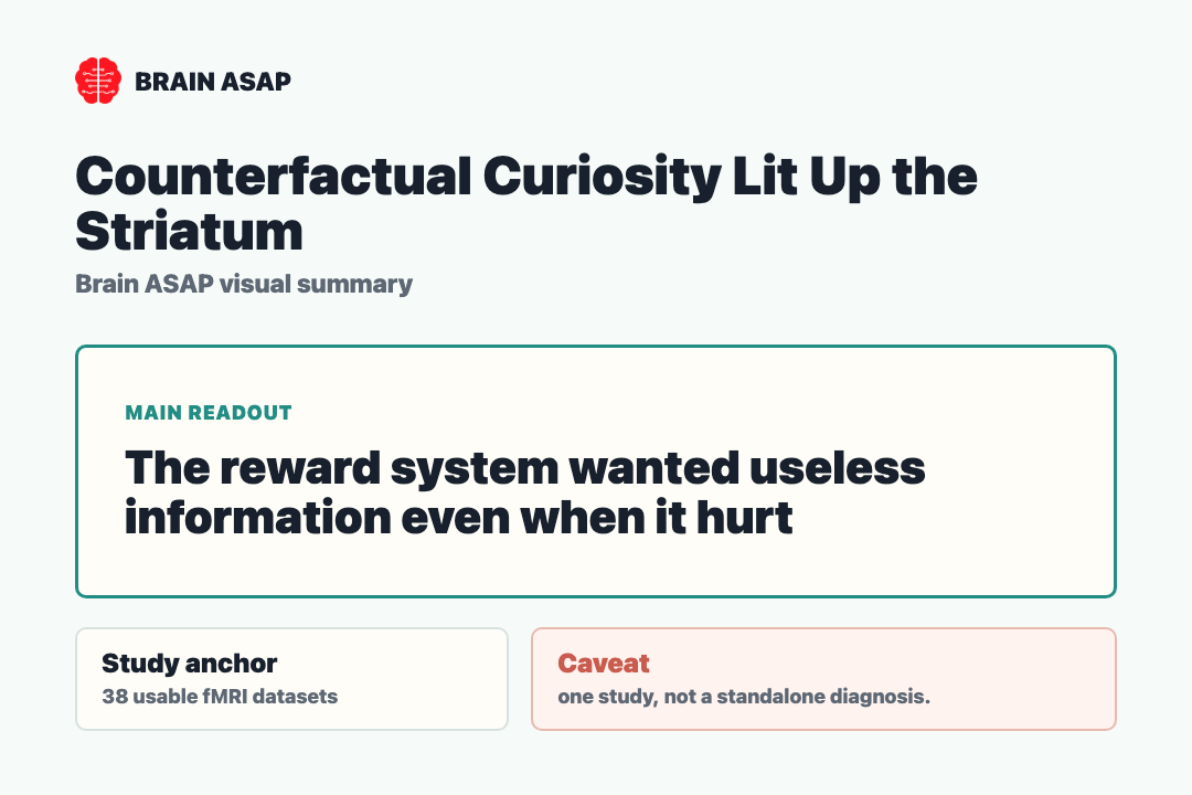 Brain ASAP visual summary for counterfactual curiosity lit up the striatum