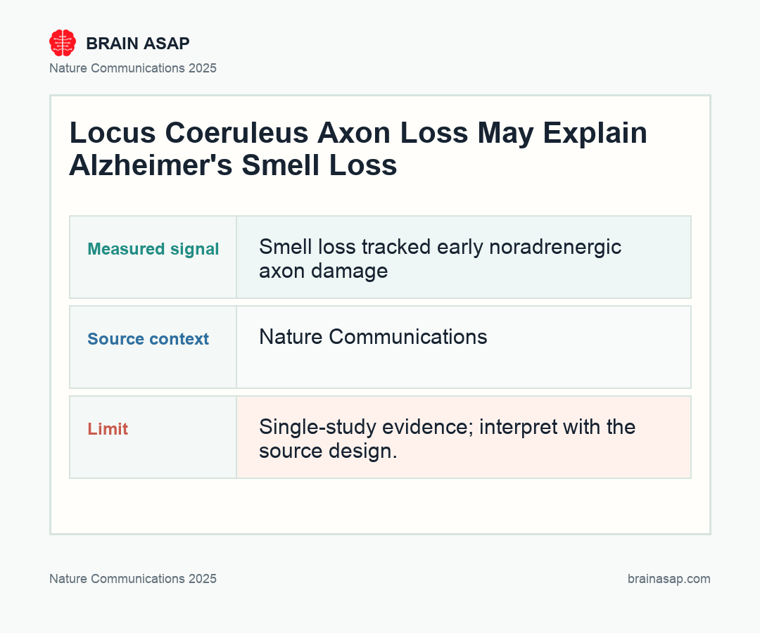 Brain ASAP visual summary for Early Locus Coeruleus Axon Loss can explain Smell Loss in Alzheimer’s
