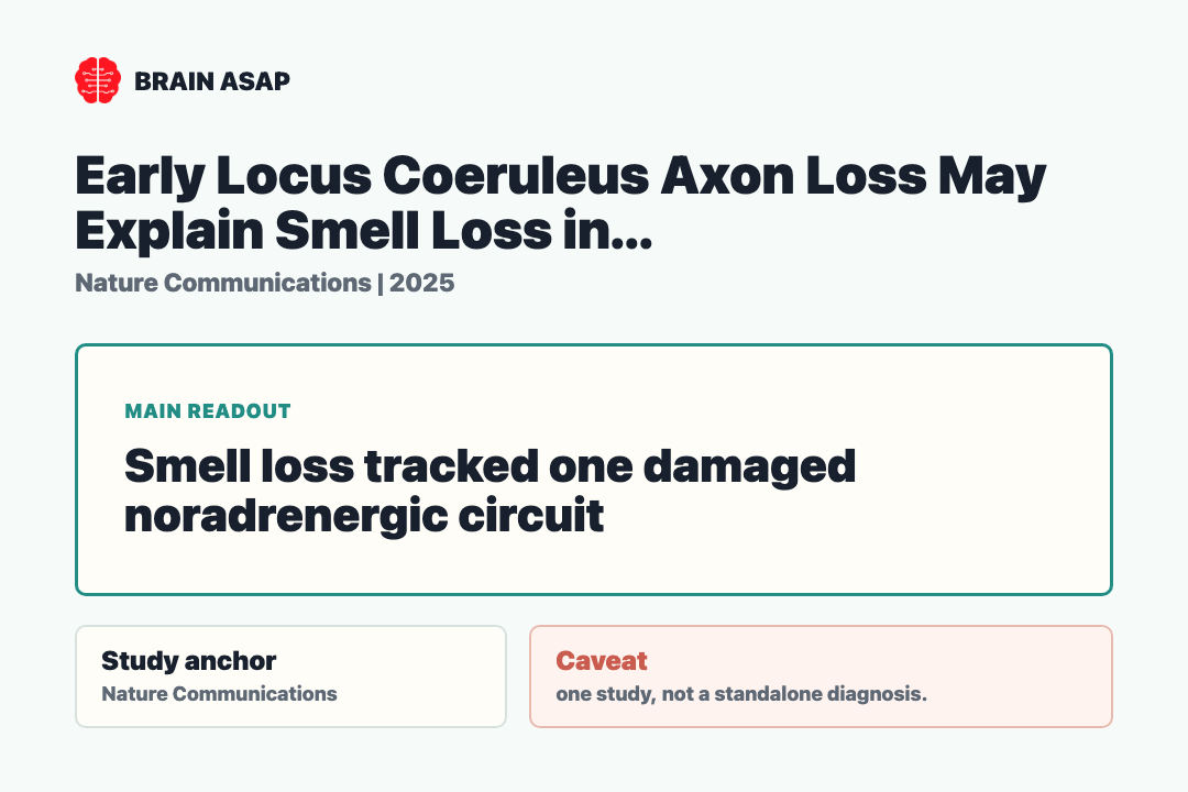 Brain ASAP visual summary for Early Locus Coeruleus Axon Loss may explain Smell Loss in Alzheimer's