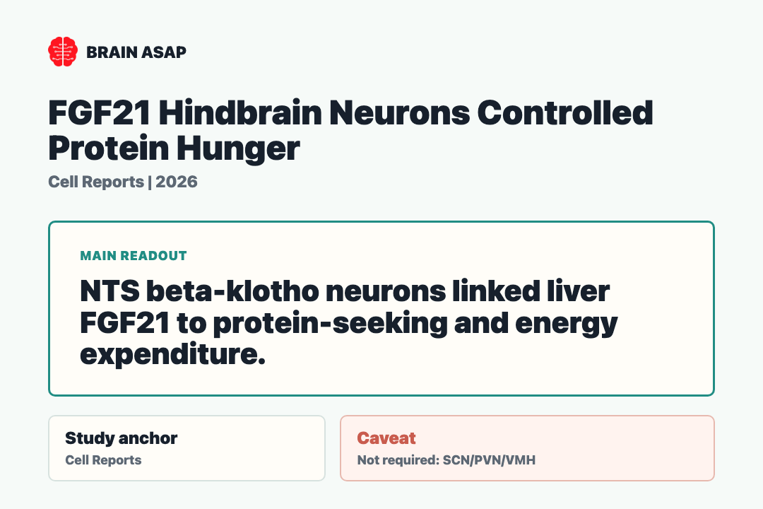 Brain ASAP visual summary for fgf21 hindbrain neurons controlled protein hunger