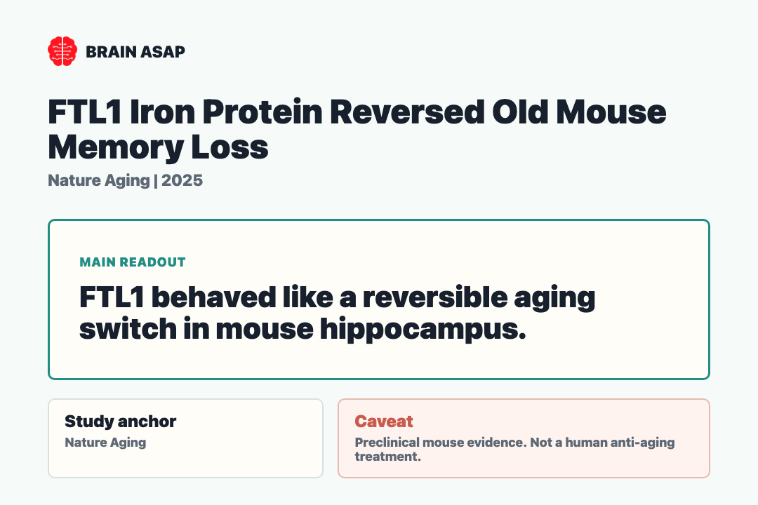 Brain ASAP visual summary for ftl1 iron protein reversed old mouse memory loss