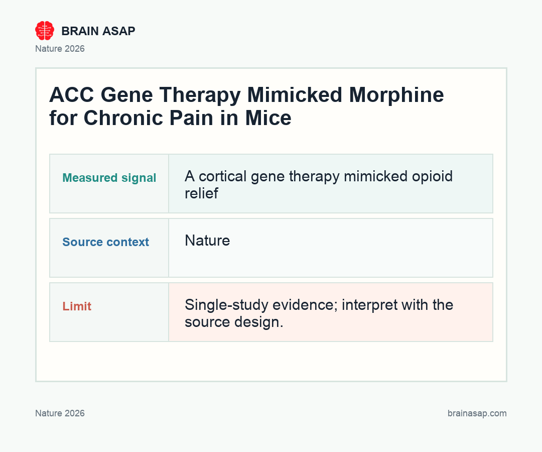 Brain ASAP visual summary for How Gene Therapy Mimicked Morphine for Chronic Pain