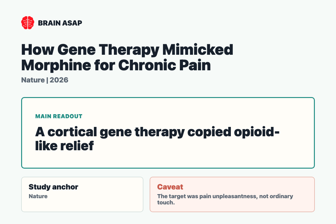 Brain ASAP visual summary for How Gene Therapy Mimicked Morphine for Chronic Pain