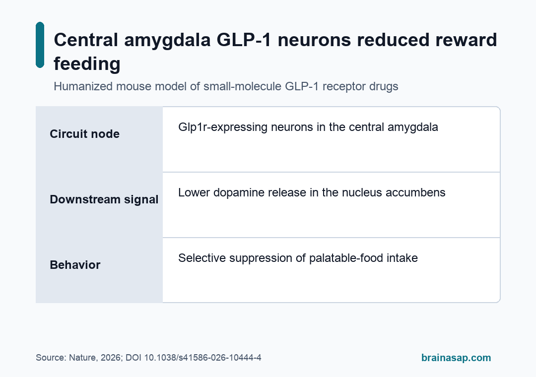 Simple BrainASAP visual showing GLP-1 drugs acting through central amygdala neurons to lower nucleus accumbens dopamine and palatable-food intake