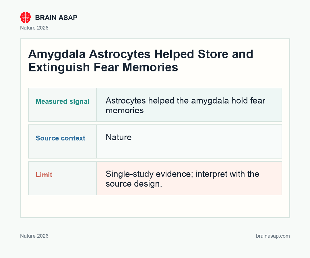 Brain ASAP visual summary for How Astrocytes Help the Amygdala Store Fear Memories