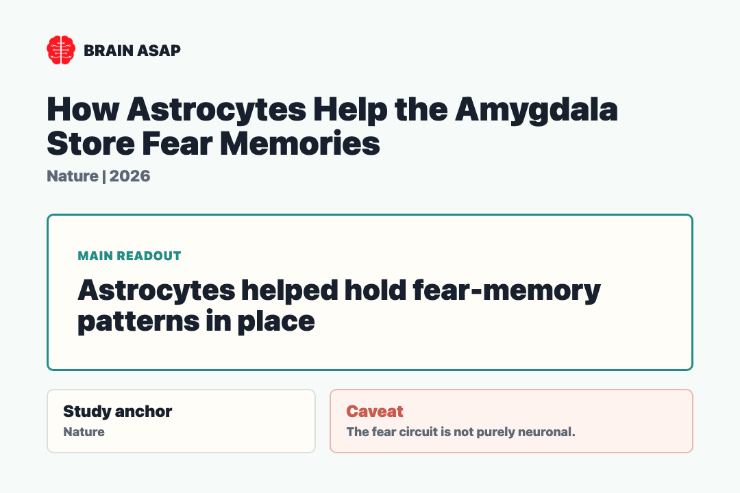 Brain ASAP visual summary for How Astrocytes Help the Amygdala Store Fear Memories