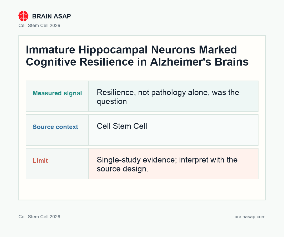 Brain ASAP visual summary for immature neurons linked to Alzheimer’s resilience